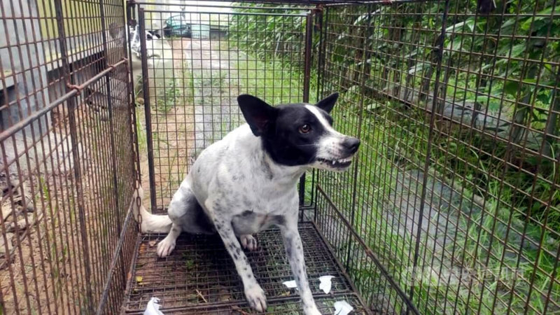 嘉義縣中埔鄉5月底一名4歲女童遭流浪犬咬傷臉頰,留下約5公分傷口,動保員為捕捉這隻流浪犬,歷經4天努力,在村民與動保人士協助下,終於抓到傷人犬隻。(嘉義縣政府提供)中央社記者黃國芳傳真 110年6月24日