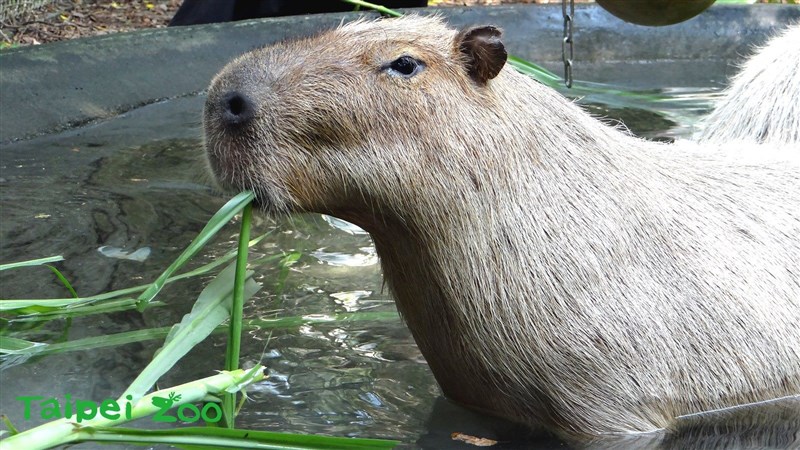 台北市立動物園也推出了沒「人」氣動物園特別企劃,讓遊客近距離觀賞水豚。(圖取自台北市立動物園網頁zoo.gov.taipei)