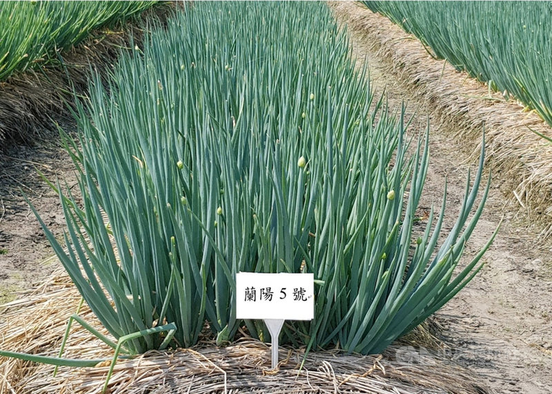 花蓮區農改場30日表示,夏季高溫使得宜蘭三星蔥減產1到2成,費時多年終於選育出新耐熱品種「蘭陽5號」,期盼能改善當地夏天減產、影響農民生計的問題。(花蓮區農業改良場提供)中央社記者楊淑閔傳真 110年6月30日