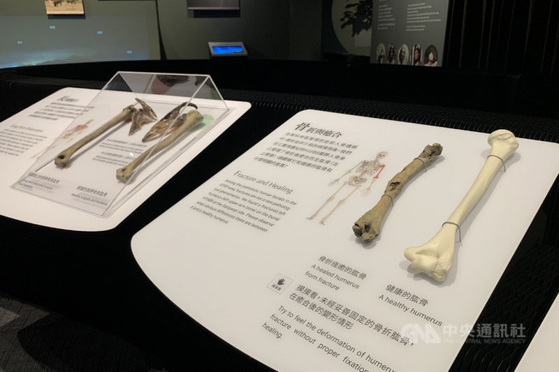 國立台灣史前文化博物館南科考古館推出「我們活過:考古人骨遺骸暨墓葬展」,將於3日透過線上開展。圖為展廳內可觸摸的骨骼模型。(南科考古館提供)中央社記者楊思瑞台南傳真 110年7月1日