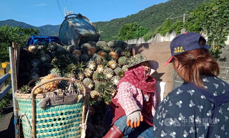 農糧署東區分署表示,台東鳳梨目前正值產季,每年6至8月為主要採收期,主要品種為台農17號 (金鑽鳳梨),酸甜可口、香氣濃郁、果心纖維較細、爽脆多汁,是台灣外銷主力鳳梨品種,鼓勵民眾宅在家防疫同時,也可透過線上採購鳳梨,支持農民也能享用好吃水果。中央社記者盧太城台東攝 110年7月1日