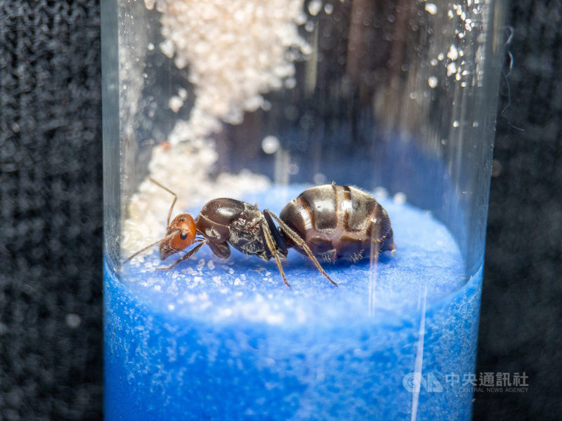 螞蟻的生命週期短、變化快,比任何動物族群能提供給人類更多的環境資訊。圖為蜜罐蟻 (Myrmecocystus placodops) 蟻后正在照顧蟻卵。中央社記者周世惠舊金山攝 110年7月4日