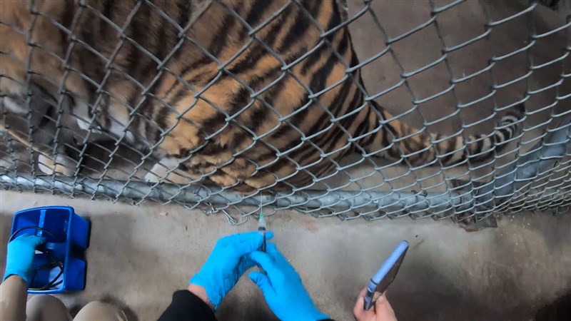 美國舊金山奧克蘭動物園已開始為老虎、黑熊、灰熊等動物施打COVID-19疫苗。圖為工作人員為老虎施打疫苗。(圖取自奧克蘭動物園網頁oaklandzoo.org)