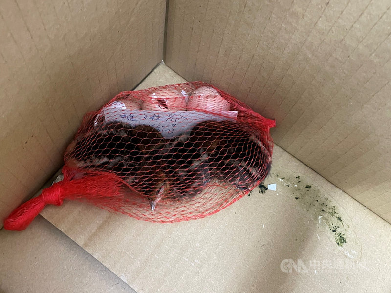 嘉義一名民眾4月初在芙蓉山登山時，在步道旁發現3顆裸露的鳥蛋，撿拾下山送到中埔鄉的孵蛋場孵育，經兩週後，判斷是第二級保育類藍腹鷴，送至嘉義林管處處理。（嘉義林管處提供）中央社記者蔡智明傳真 110年7月8日