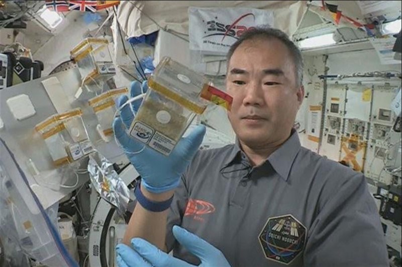 台灣去年參與亞洲種子計畫,挑選4種台灣種子到國際太空站(ISS),研究太空環境對植物的影響,種子10日返回地球,中興大學12日徵選高中職、國中小學生參與栽種計畫。圖為日本太空人負責太空種子照養。(中興大學提供,資料來源JAXA網站)中央社記者趙麗妍傳真 110年7月12日