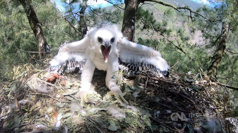 玉山國家公園管理處進行「空中霸主」熊鷹研究,追蹤一隻母熊鷹組成家庭並生下熊鷹寶寶,未來將出版生態紀錄片、科普書籍等,揭祕熊鷹育雛、小熊鷹生長等珍貴資料。(孫元勳提供)中央社記者蕭博陽南投縣傳真 110年7月14日