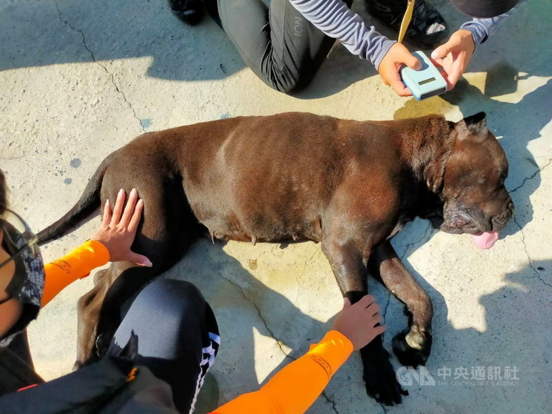 具攻擊性的兇猛犬隻卡斯羅犬3日竟在嘉義縣布袋鎮流浪嚇壞民眾;家畜所在動保團體協助下,用了3支麻醉吹箭才將犬隻制伏,尚在追查卡斯羅犬是否遭棄養。(嘉義縣家畜疾病防治所提供)中央社記者蔡智明傳真 110年7月15日