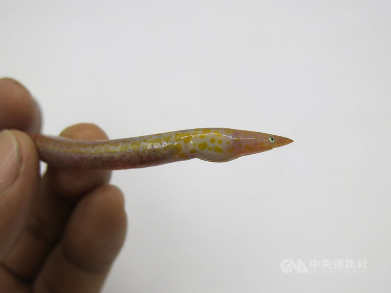 澎湖北海域目前正值丁香魚產季,「年年有鰆」研究團隊意外在漁民的丁香魚獲中發現澎湖新紀錄魚種「橘斑無鰭蛇鰻」,由於所知有限,將提供給學界進一步了解這類生物的生態習性。(澎湖年年有鰆團隊提供)中央社 110年7月18日