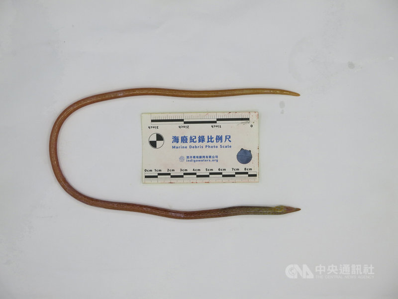 長年致力推廣澎湖食魚教育的「年年有鰆」團隊表示,首度採集到澎湖新紀錄魚種「橘斑無鰭蛇鰻」,在這之前,只有在高雄市蚵仔寮採集過2個樣本,這次發現的樣本除是澎湖新紀錄種外,也是台灣第3個樣本紀錄。(澎湖年年有鰆團隊提供)中央社 110年7月18日
