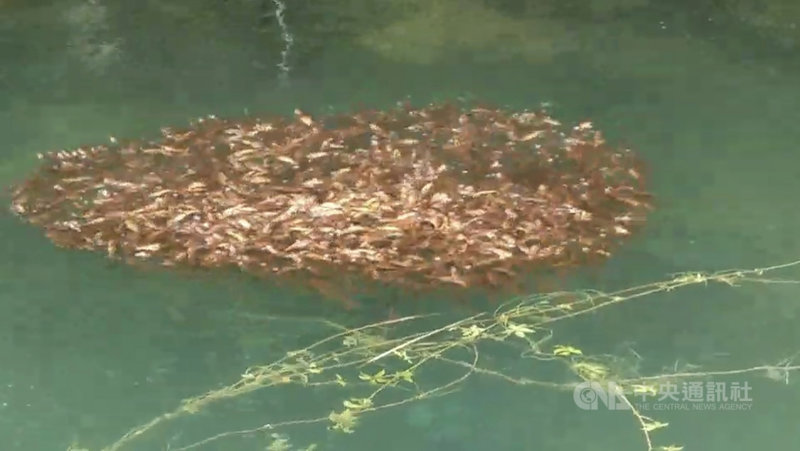 日月潭魚虎進入繁殖期,水面經常出現一群一群的「魚球」。(日月潭一等高提供)