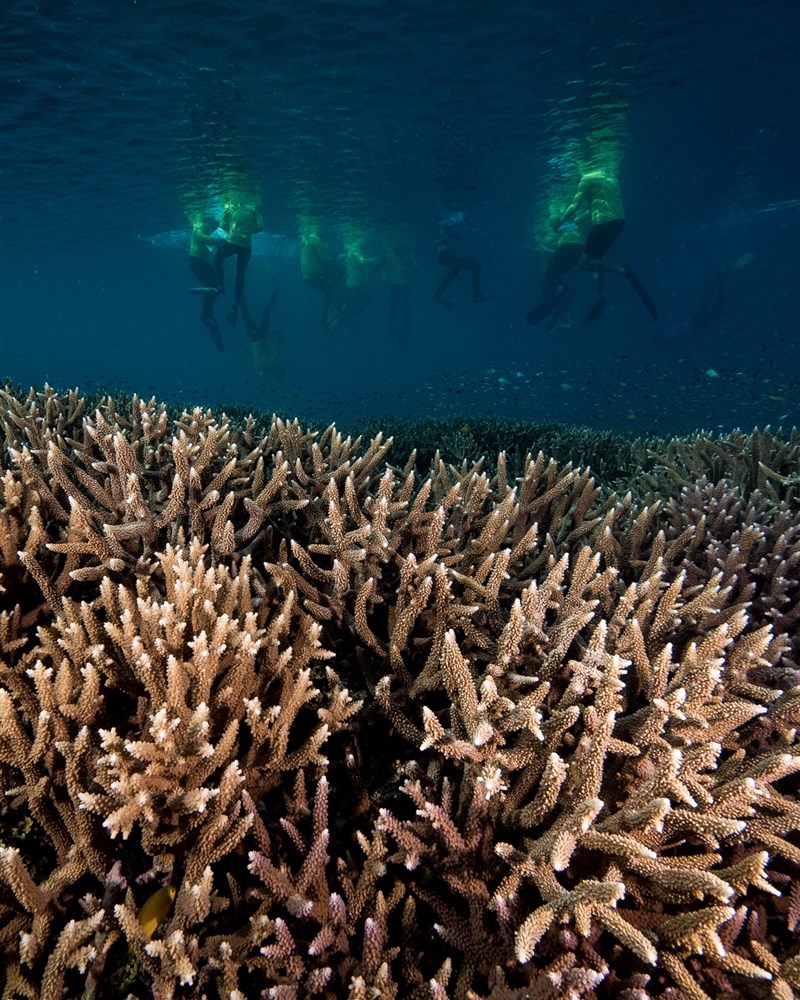 澳洲大堡礁在1981年列入世界遺產名單。(圖取自facebook.com/GreatBarrierReefMarinePark)
