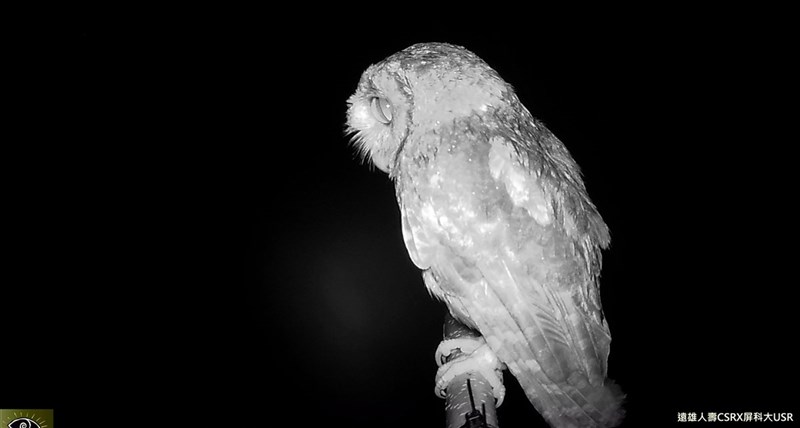 屏東科技大學鳥類生態研究室在屏東縣高樹鄉鳳梨田設立老鷹棲架,由於鄰近山區,記錄到的猛禽除常見的黑翅鳶外,小型的貓頭鷹(領角鴞)及森林性的鳳頭蒼鷹都經常出現,且以貓頭鷹居多。(屏東科技大學提供)中央社記者郭芷瑄傳真 110年7月20日