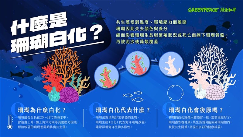 綠色和平20日表示,氣候變遷,2020年沒颱風擾動,持續升溫引發台灣近海珊瑚最大白化危機,4月時並已測到水溫過高,南台灣近海珊瑚危機恐再現。(綠色和平提供)中央社記者楊淑閔傳真 110年7月20日