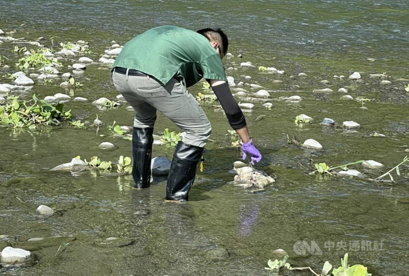 花蓮縣政府農業處21日表示,秀姑巒溪轄管的水利署第九河川局日前通知,在瑞穗鄉秀姑巒溪遊客中心附近的河床發現4隻死亡鴨隻,動植物防疫所獸醫師現勘死亡鴨隻皆已腐爛,隨即就地掩埋、消毒。(花蓮縣政府提供)中央社記者李先鳳傳真 110年7月21日