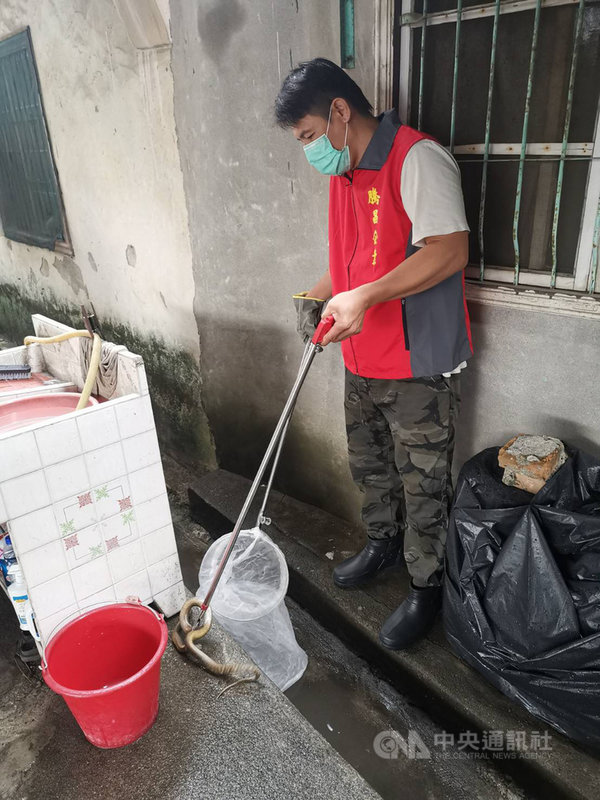 夏天蛇類與蜂類出沒頻繁,屏東縣政府農業處表示,今年4月至6月通報案件已破千件,農業處提醒,蛇類喜歡躲藏在縫隙、潮濕陰暗處,住家及周圍庭院環境維持整潔非常重要。(屏東縣政府提供)中央社記者郭芷瑄傳真 110年7月22日