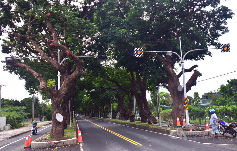 跨越台東市與卑南鄉界的台9線綠色隧道，是許多台東人往返的回憶，對下賓朗部落族人而言更是充滿情感，最近部分老樹遭斷枝，讓當地居民相當錯愕。中央社記者盧太城台東攝  110年7月23日