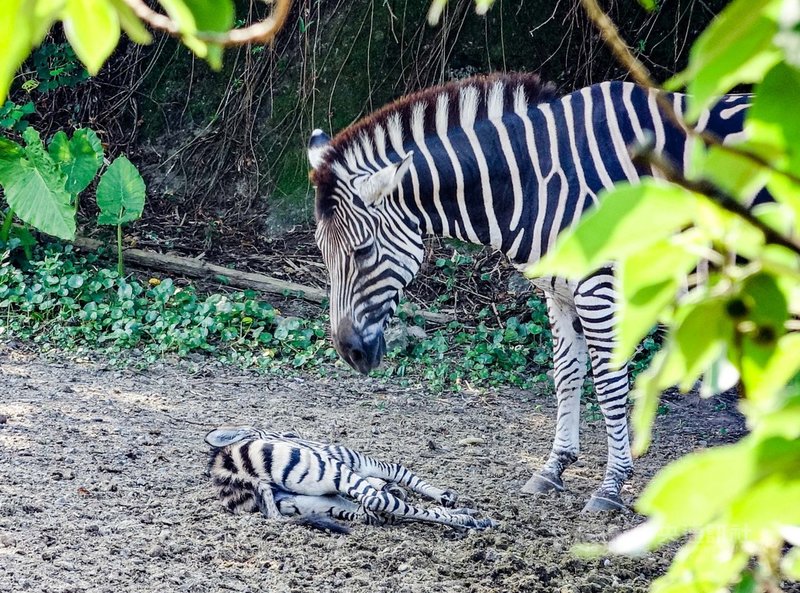 台北市立動物園26日表示,查普曼斑馬「菲蘭竹」3日產下一隻雄性寶寶,如今已3週大的寶寶在保育員與媽媽細心照料下,相當適應新生活。圖為斑馬寶寶躺在地上享受日光浴。(台北市立動物園提供)中央社記者陳昱婷傳真 110年7月26日