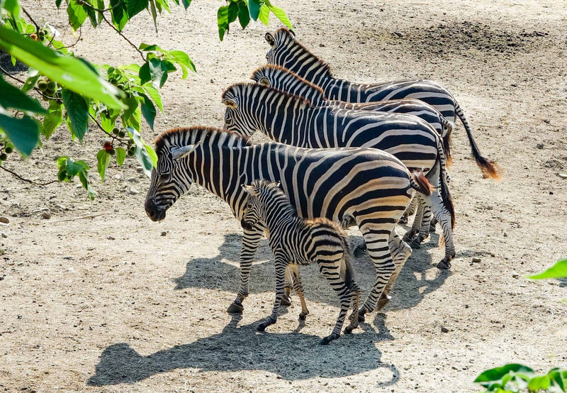 台北市立動物園26日表示,查普曼斑馬「菲蘭竹」3日產下一隻雄性寶寶,如今已3週大,斑馬媽媽護子心切,若有別的個體太過靠近寶寶,就會出現驅趕行為。(台北市立動物園提供)中央社記者陳昱婷傳真 110年7月26日
