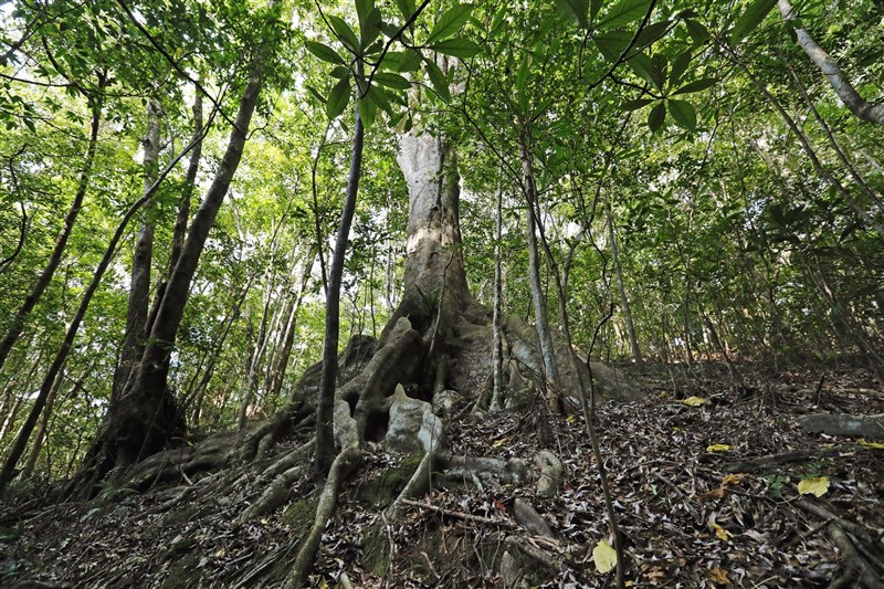 聯合國教科文組織(UNESCO)世界遺產委員會26日開會決定日本的「奄美大島、德之島、沖繩島北部與西表島」登記為世界自然遺產。圖為奄美大島的金櫻園國立森林。(共同社)