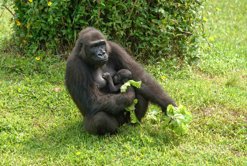 台北市立動物園27日表示,金剛猩猩「迪亞哥」與Iriki產下的雄性寶寶即將滿2個月大,名字經網友票選後決定為Ringo。(台北市立動物園提供)中央社記者陳昱婷傳真 110年7月27日