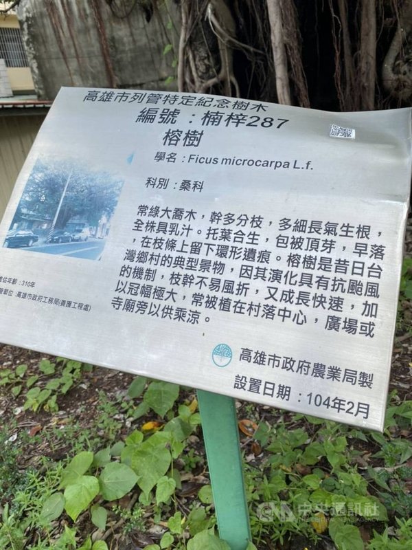 高雄市近日天氣不穩定,有間歇性陣雨或雷雨,楠梓區藍昌路1棵樹齡300多年老榕樹29日枝幹斷裂倒伏路面,高市農業局表示,這棵老榕樹屬於「高雄市列管特定紀念樹木」,也是受保護樹木。(高雄市警察局楠梓分局提供)中央社記者蔡孟妤傳真 110年7月29日