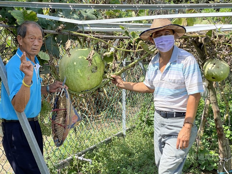 年近9旬的金門老農李得城(左)從台南老家帶回瓠瓜種子,現在果實纍纍,重達30多斤;兒子李翌漳(右)說,父親的親身耕作成了下一代辛勤工作的榜樣。中央社記者黃慧敏攝 110年7月31日