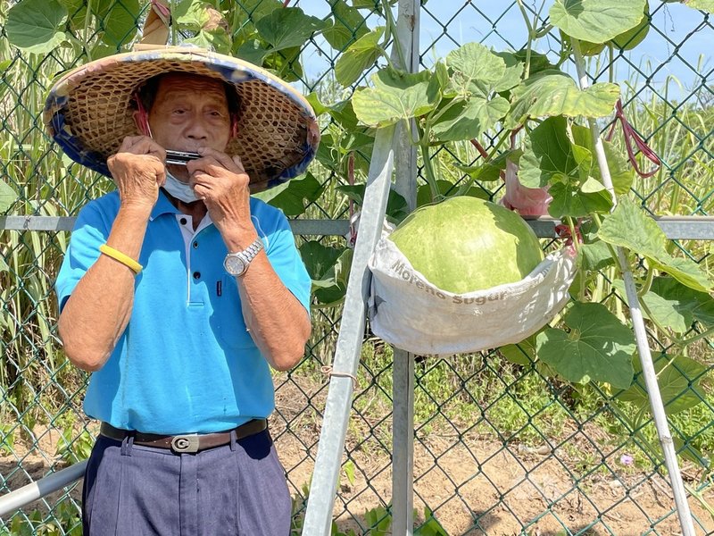金門老農李得城每天對著瓠瓜吹口琴,怕重達20、30斤的瓠瓜掉落,還用吊床托住。他說,口琴是無師自通,「瓠瓜聽了,心情愉快,應該會長得比較好吧」。中央社記者黃慧敏攝 110年7月31日