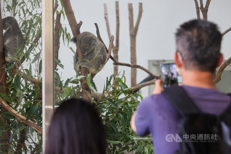 台北市立動物園1日起降載解封,入園採預約制,雖然穿山甲館、大貓熊館、兒童動物區等熱門區域尚未開放,仍不減民眾興致。圖為民眾駐足觀賞無尾熊。中央社記者鄭清元攝 110年8月1日