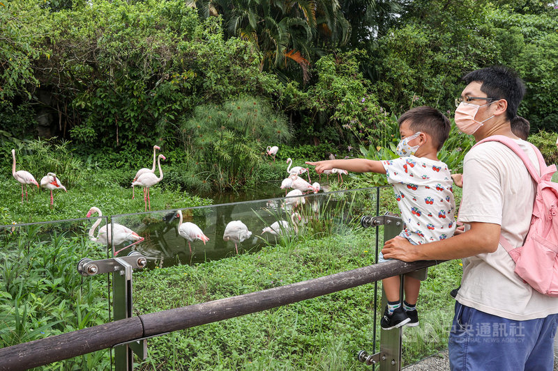 台北市立動物園1日有條件恢復營業,入園採預約制,許多家長趁著週末假日帶著小孩來逛動物園,在園區內觀賞紅鶴。中央社記者鄭清元攝 110年8月1日