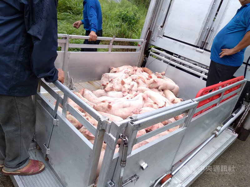 一輛載有300隻小豬仔的大貨車2日在苗栗縣通霄鎮一處產業道路上坡路段,車輛倒退滑落側翻在邊坡,駕駛自行脫困,警民合力以人工接駁方式將小豬仔全數救出。(民眾提供)中央社記者管瑞平傳真 110年8月2日