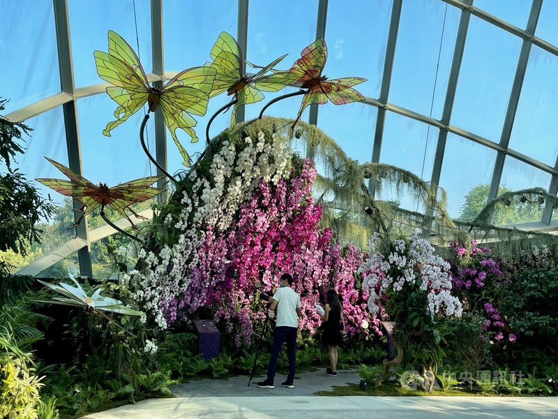 新加坡著名景點濱海灣花園打造全新的「蘭花仙境」,首先登場的特展為「蝴蝶蘭之舞」,主打各樣色彩鮮豔的蝴蝶蘭。攝於7月30日。中央社記者侯姿瑩新加坡攝 110年8月2日