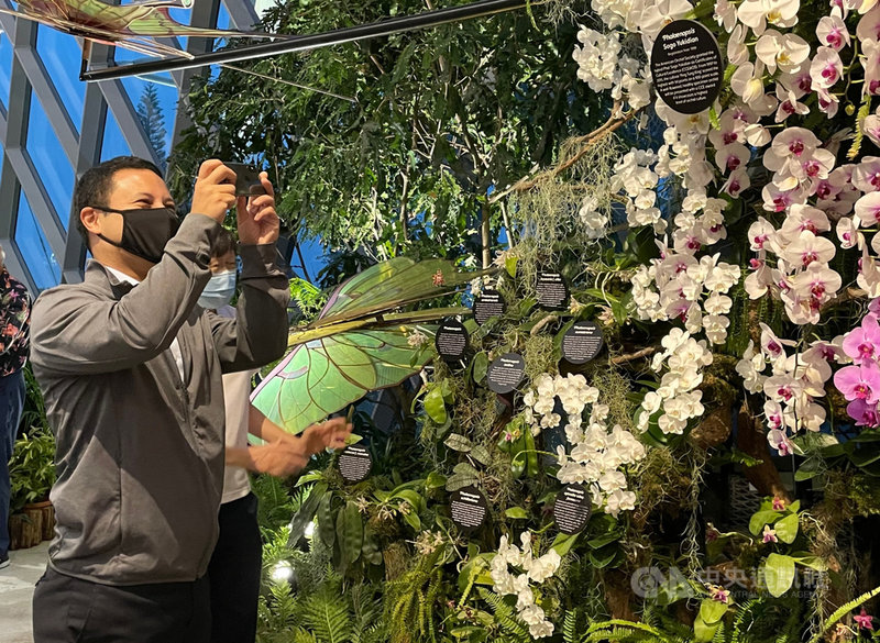新加坡著名景點濱海灣花園打造全新的「蘭花仙境」,新加坡國家發展部長李智陞7月30日出席啟用典禮,欣賞現場展出的蝴蝶蘭。中央社記者侯姿瑩新加坡攝 110年8月2日