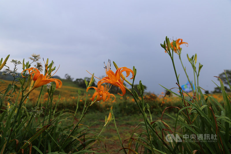 花蓮縣玉里鎮赤科山、富里鄉六十石山金針花季將至,權衡防疫與觀光,花季開幕活動都取消,山區實施人流管制;近日花蓮南區午後有雷陣雨,赤科山金針花開始抽花梗,目前開花約2到3成。中央社記者李先鳳攝 110年8月2日