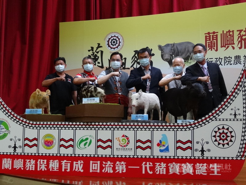 農委會畜產試驗所費時40年保種的蘭嶼豬,共育成5個花色不同的品種,除有觀光吸睛價值,每年有300頭供生醫試驗,今年終於回流蘭嶼產下小豬。中央社記者楊淑閔攝 110年8月3日