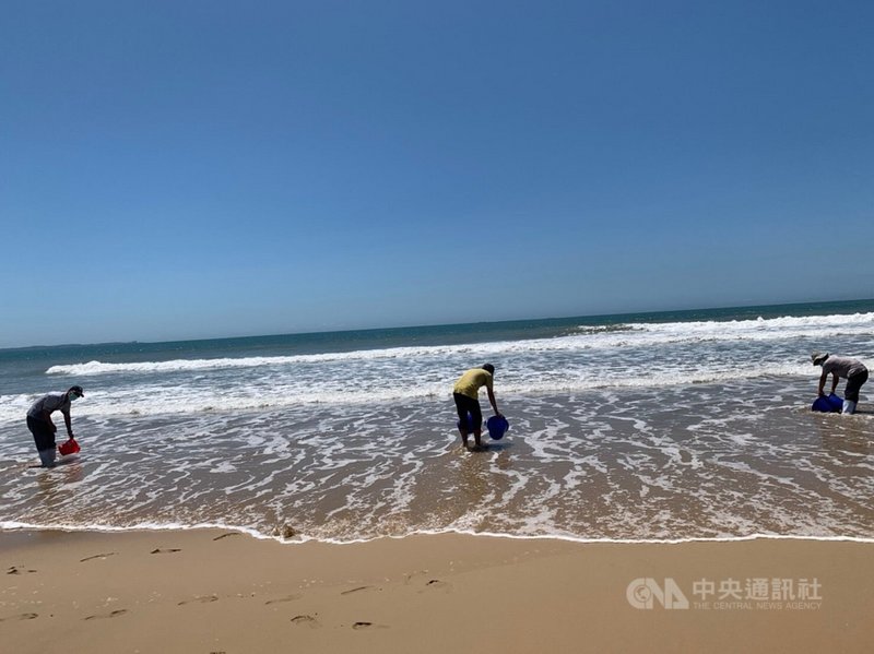 金門縣金寧鄉公所人員3日在后湖海邊放流1200尾黑棘鯛魚苗,連同7月8個梯次,每梯次3600尾,共放流3萬尾。(金寧鄉公所提供)中央社記者黃慧敏傳真 110年8月3日