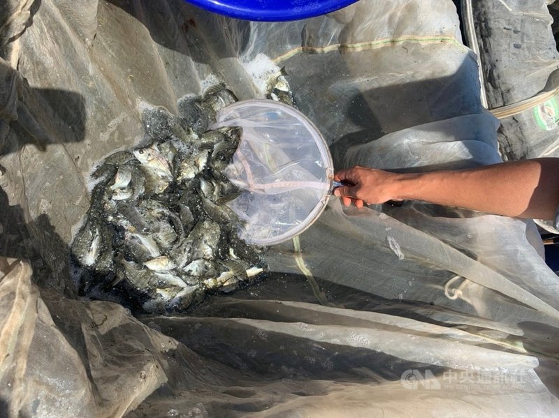 金門縣金寧鄉公所人員3日在后湖海邊放流黑棘鯛魚苗,並呼籲漁民及釣客在捕獲黑棘鯛時,請配合將體長不到15公分的小型個體放回大海繼續生長,維護漁業資源永續發展。(金寧鄉公所提供)中央社記者黃慧敏傳真 110年8月3日