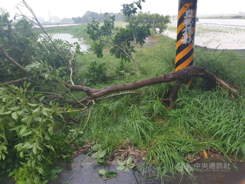 颱風盧碧接近又逢連日大雨,4日上午嘉義縣義竹鄉172 線道路樹倒塌,砸傷一名女騎士。(嘉義縣消防局提供)中央社記者蔡智明傳真 110年8月4日