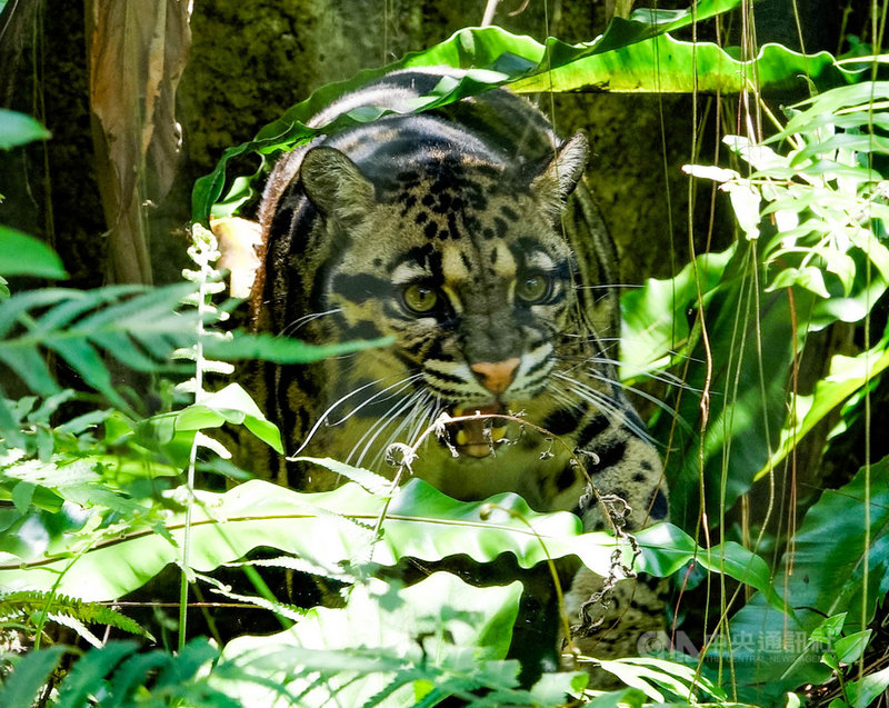 台北市立動物園指出,8月4日為國際雲豹日(International Clouded Leopard Day),台灣雲豹在2013年被宣布滅絕,園內7歲又2個月的Suki為2016年底由德國烏帕塔(Wuppertal)動物園引進的雌性個體。(台北市立動物園提供)中央社記者陳怡璇傳真 110年8月4日