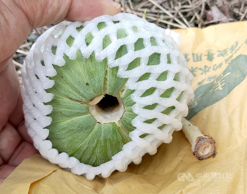 夏、秋季常是台灣水果盛產旺季,但卻吃不到台東特有的鳳梨釋迦,引起消費者納悶。農委會台東區農業改良場4日表示,因高溫期生長的鳳梨釋迦果實,採收後會嚴重裂果,不具商品價值,因此台東農友採行產期調節措施,僅生產冬期果。(台東農改場提供)中央社記者盧太城台東傳真 110年8月4日