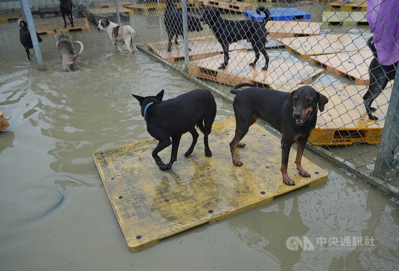 南台灣連日豪大雨,淹沒台南永康黃媽媽狗園,園區內狗狗只能站在棧板上避難,台灣動物緊急救援小組記錄災情,並發起募集飼料行動,引起百萬網友關注響應。(台灣動物緊急救援小組提供)中央社記者洪學廣傳真 110年8月5日