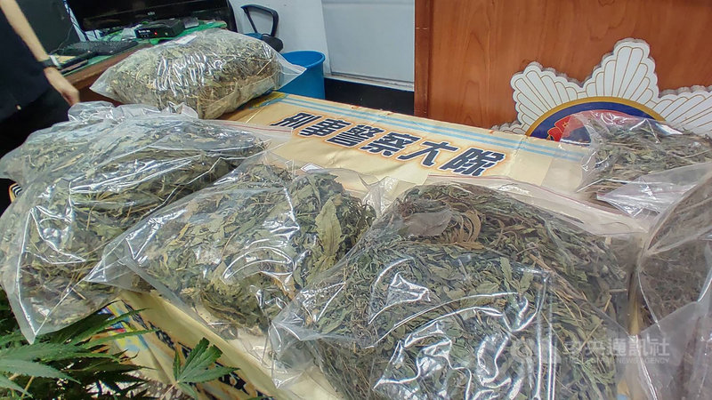 呂姓兄弟租下台南舊社區自學種大麻,高雄市政府警察局刑警大隊會同台南市警局第一分局共組專案小組蒐證,查獲大麻活株135株、乾燥大麻葉近4公斤,另有5000 多棵種子。(高市刑大提供)中央社記者洪學廣傳真 110年8月5日