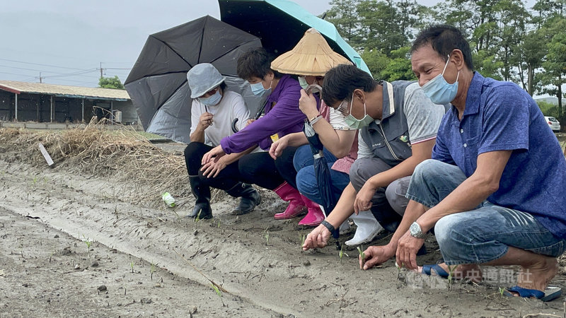 近日中南部豪雨成災,雲林縣農損逾新台幣3300萬元,立委蘇治芬5日邀農糧署中區分署長姚士源等一行到雲林縣褒忠、元長和水林等鄉鎮,勘查花生、食用玉米、香瓜和地瓜等農作物災損情形。中央社記者姜宜菁攝 110年8月5日