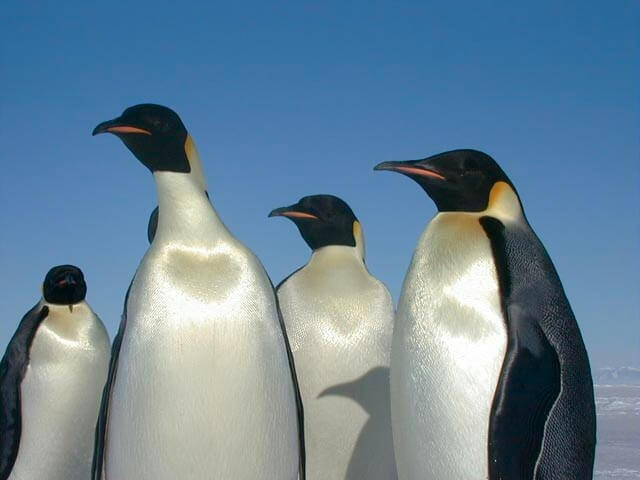 美國政府25日表示，由於氣候變遷，南極洲皇帝企鵝可能面臨絕種風險，當局因此將牠們納入「瀕臨滅絕物種保護法」保護名單。（圖取自維基共享資源網頁，版權屬公有領域）