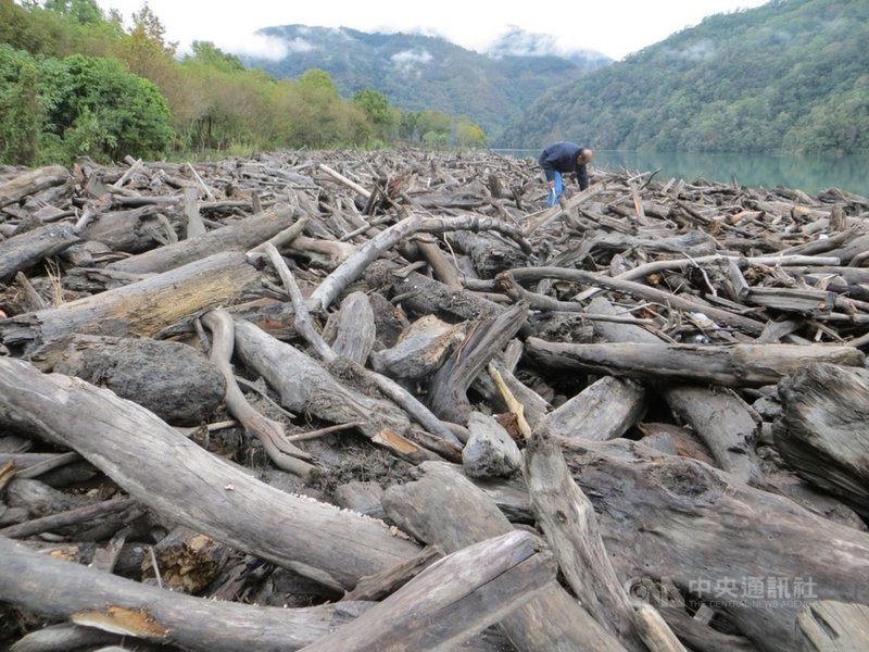 颱風帶來的瞬間雨量,易造成山林土石崩塌,林木遭沖刷進河川、水庫、海岸等,成為漂流木,南投林管處指出,漂流木是國有財產,未經公告,民眾不得私自撿拾。圖為漂流木資料照。(南投林管處提供)中央社記者蕭博陽南投縣傳真 110年8月6日
