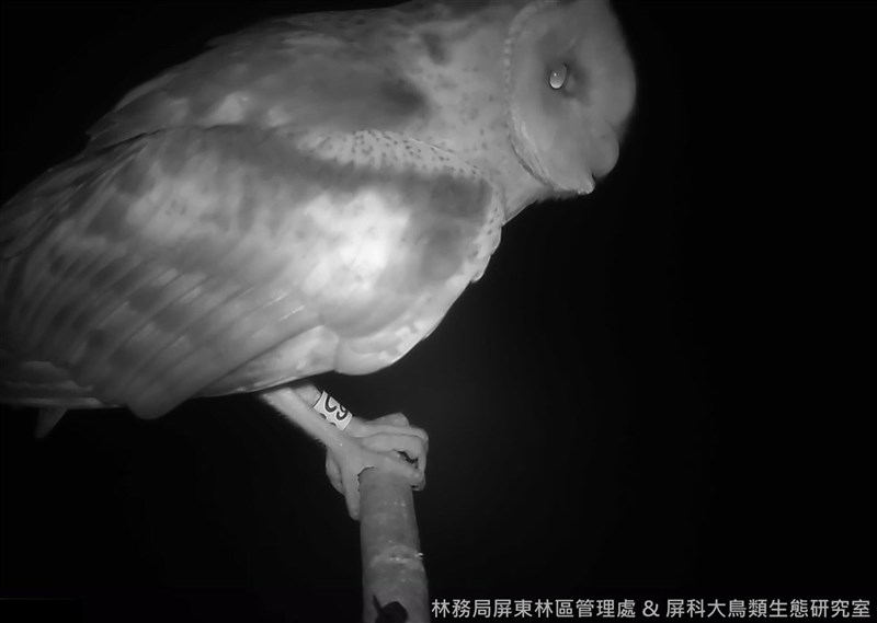 屏東林管處與屏東科技大學鳥類生態研究室合作,在屏東豎立的多處棲架,不僅記錄到不少草鴞,還發現戴著腳環新朋友造訪,原來是幼雛繫放後長大回來,令人驚喜。(林務局提供)中央社記者楊淑閔傳真 110年8月6日
