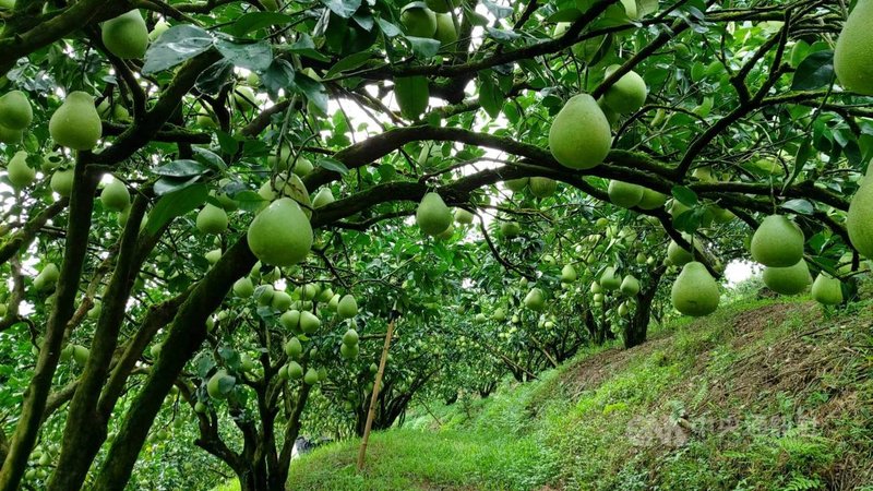 花蓮瑞穗文旦柚導入早收栽種技術可望提前採收 地方 中央社cna