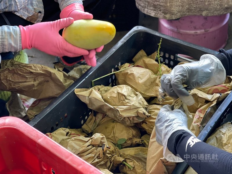 高雄市桃源區明霸克露橋遭暴漲溪水沖斷,當地盛產的金煌芒果無法運出,農業局9日表示,中央已公告天然災害現金救助,橋梁搶通後將以專車上山辦理共同運銷作業。圖為金煌芒果共同選別照片。(高市農業局提供)中央社記者洪學廣傳真 110年8月9日