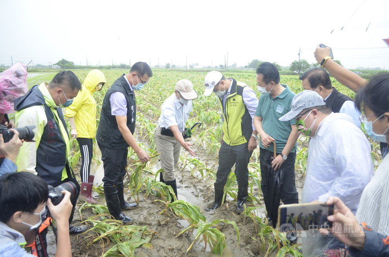 連日豪雨，農產損失嚴重，農委會主委陳吉仲（中右）9日上午到嘉義縣勘災，實地瞭解食用玉米損害情況。中央社記者蔡智明攝 110年8月9日