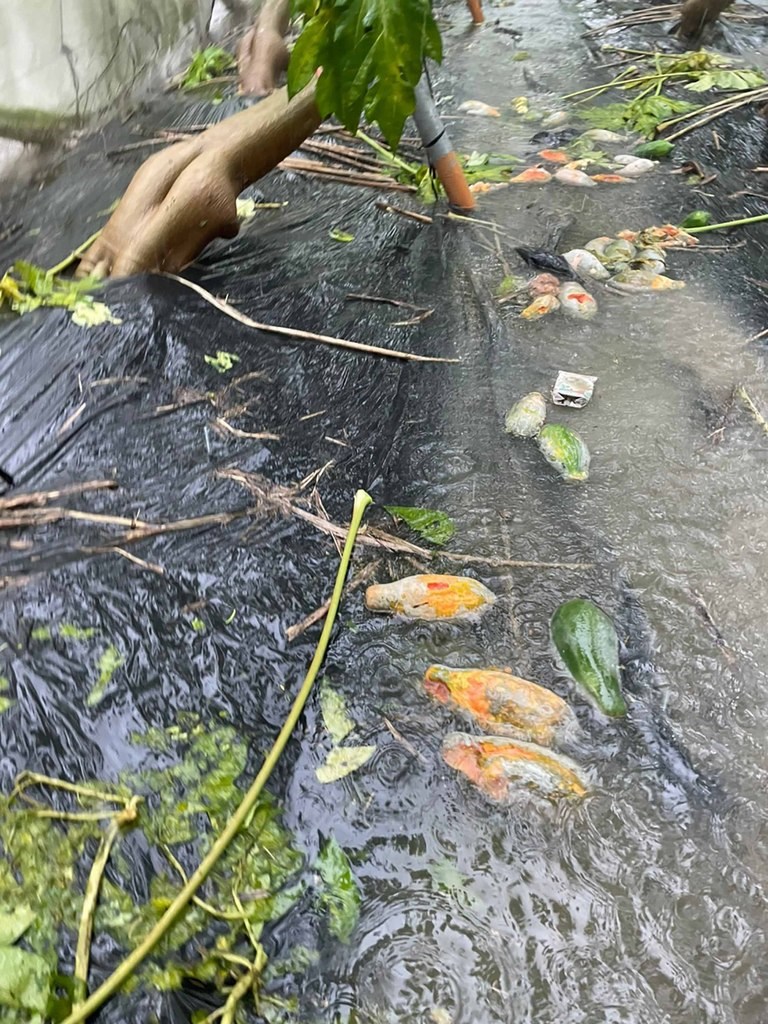 連日豪雨造成農損，根據高雄市農業局統計，截至6日下午4時，高雄農損累計損失金額達新台幣1616萬7000元，主要受災農作物包括木瓜、龍眼等。（邱議瑩辦公室提供）中央社記者蔡孟妤傳真　110年8月6日