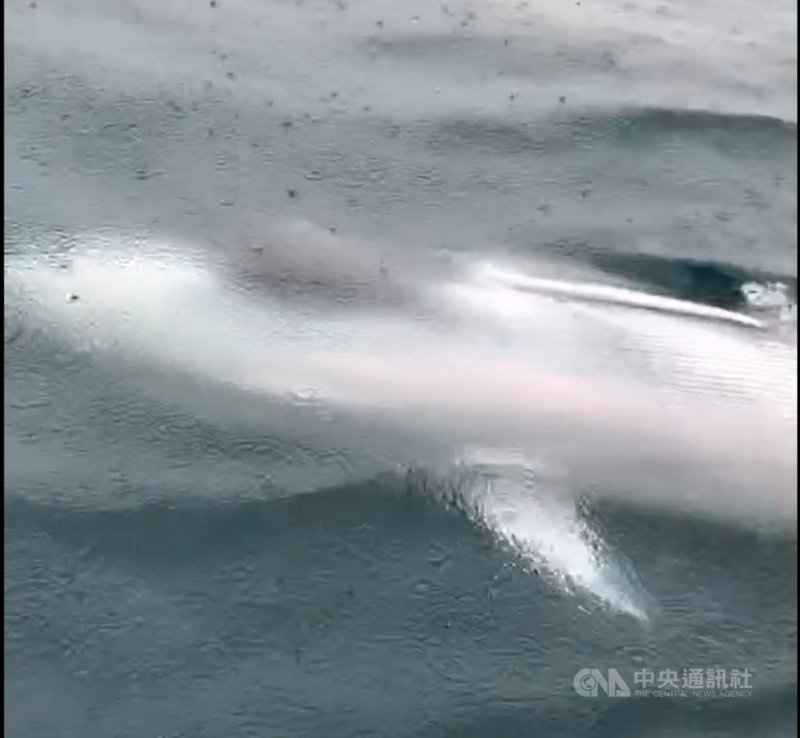 熱帶鬚鯨首度現身基隆海域增添海洋生物紀錄 影 地方 重點新聞 中央社cna